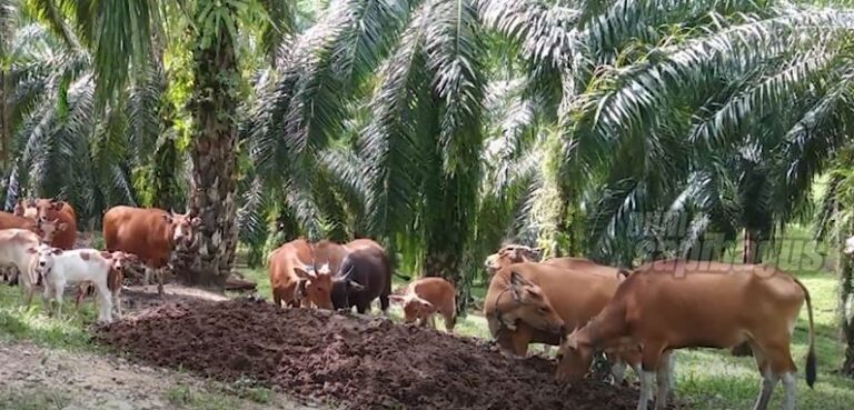 Pemanfaatan Limbah Kelapa Sawit Untuk Ternak Sapi 3111