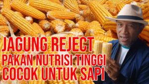 jagung reject
