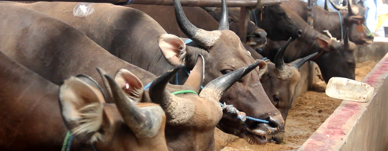 sapi qurban