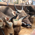 sapi qurban