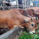 Bobot Sapi Madura Qurban 2022