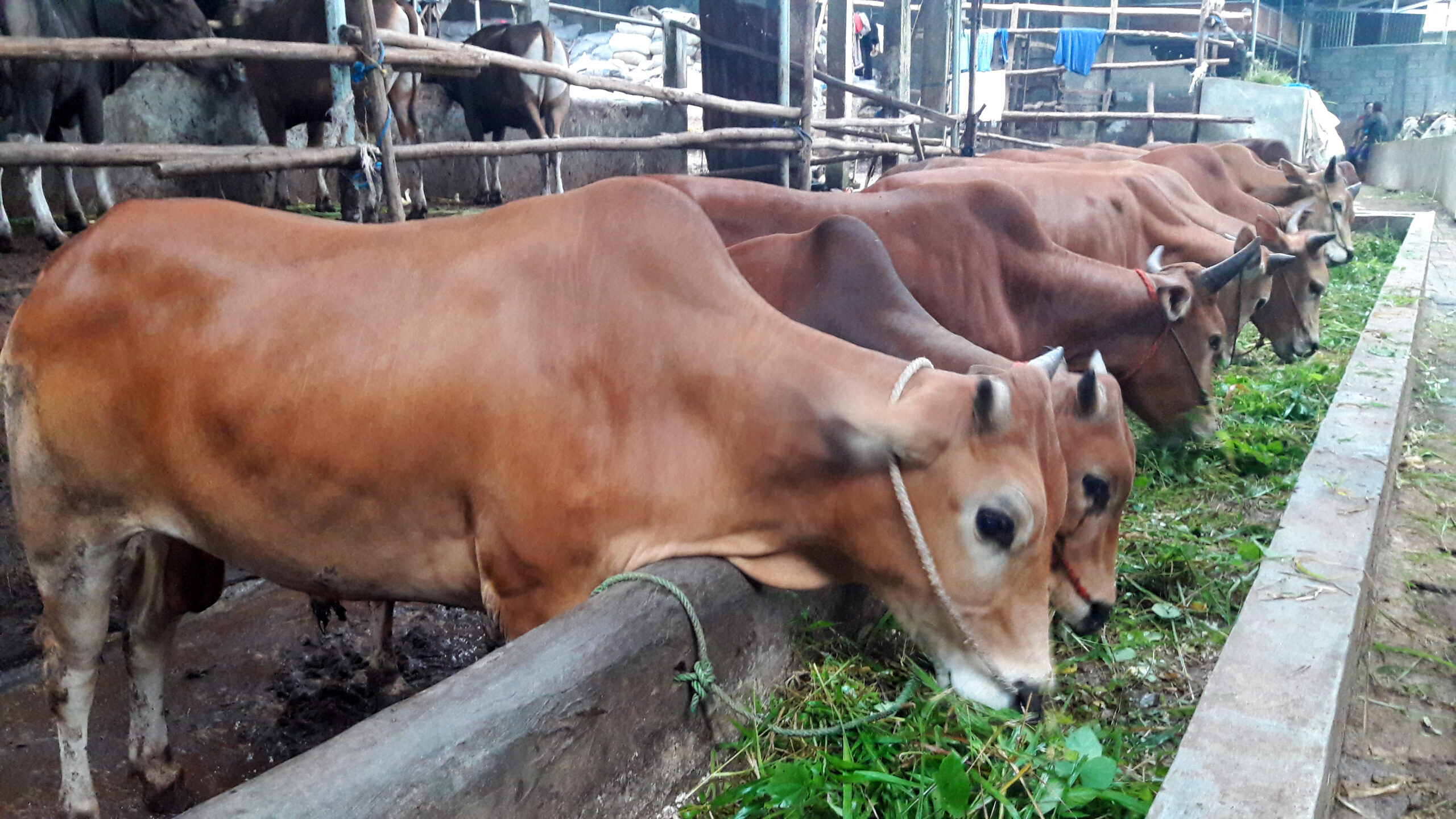 Bobot Sapi Madura Qurban 2022