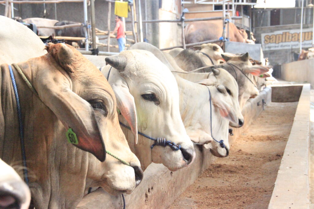 prediksi harga hewan qurban di jabodetabek