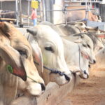 prediksi harga hewan qurban di jabodetabek