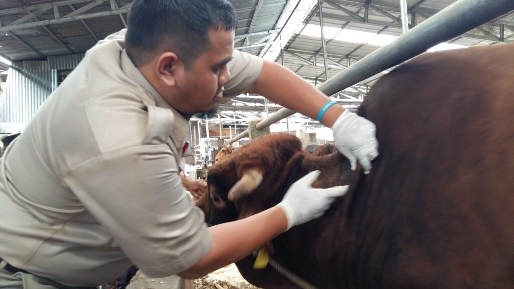 kesehatan sapi