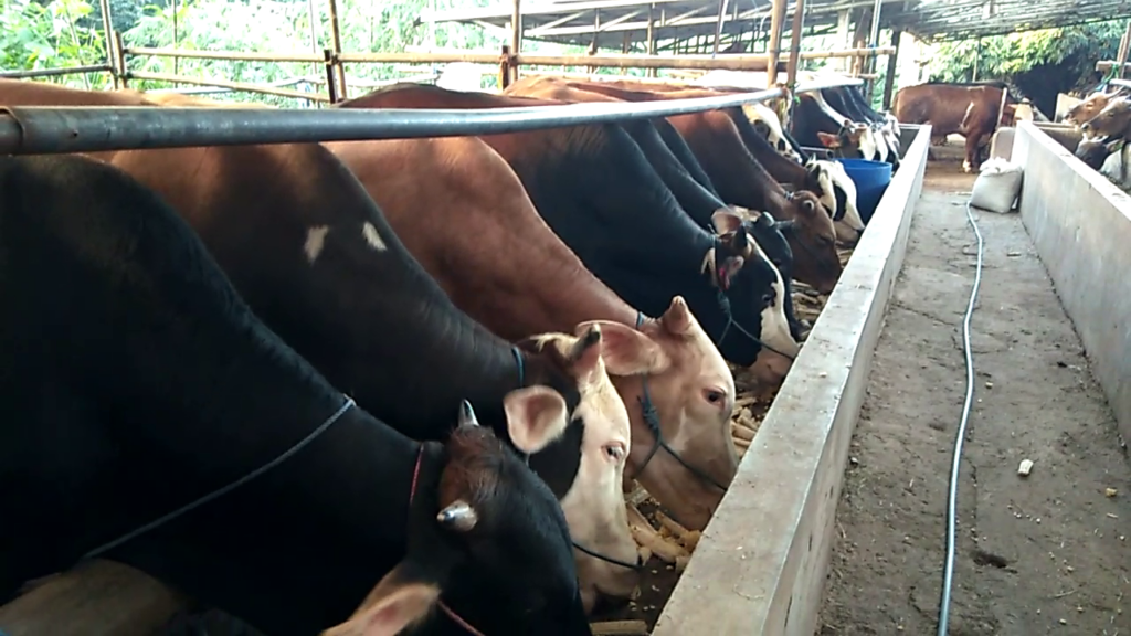 Pakan Ternak Sapi Qurban Berkualitas