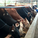 Pakan Ternak Sapi Qurban Berkualitas