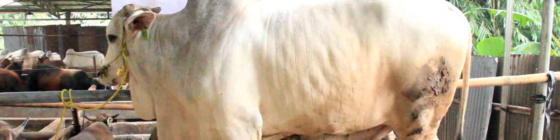 sumba ongole