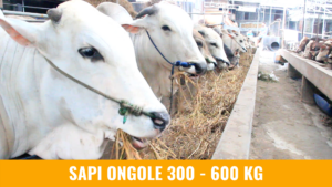 ongole-300-1