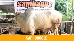 sumba ongole