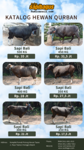 Sapi Bali - Sapi Qurban 2023