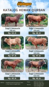 Sapi Limousin - Sapi Qurban 2023