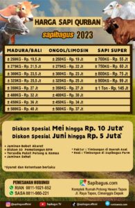 Daftar Harga Sapi Qurban 2023 Sapibagus farm