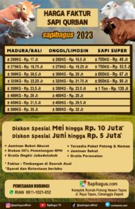 Daftar Harga Sapi Qurban 2023 Sapibagus farm