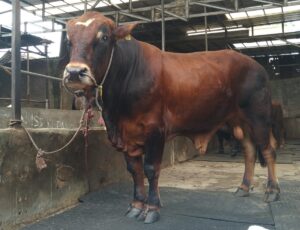 Bagaskara si Sapi Super Sapibagus Farm