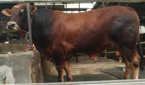 Bagaskara si Sapi Super Sapibagus Farm 2