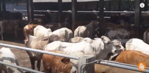 Sapi impor di Gapuspindo