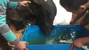 Makanan dan Minuman Penting Bagi Sapi