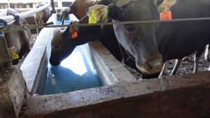 sapi minum air