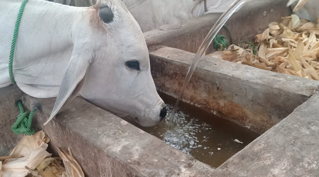 sapi minum