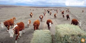 Indonesia impor sapi ke meksiko