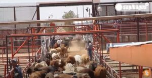 Impor Sapi Indonesia