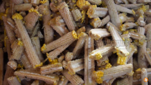 tongkol jagung pakan sapi
