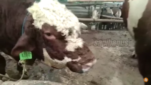 Sapi pneumonia