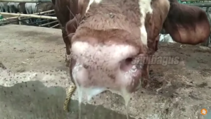 Gejala pneumonia pada sapi