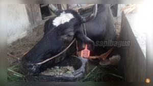 Pneumonia pada sapi