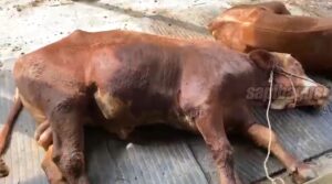 Mencegah penyakit kembung sapi