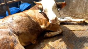 Penyakit sapi kembung
