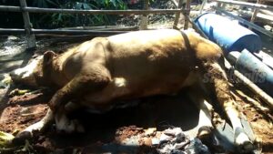 sakit kembung pada sapi