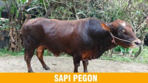 jenis sapi qurban favorit
