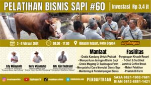 pelatihan bisnis sapi angkatan 60