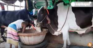 Peternakan Sapi Bangladesh