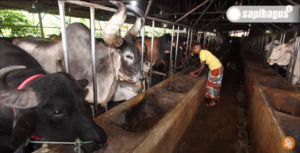 Peternakan Sapi Bangladesh 2