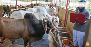 Pasar sapi Bangladesh