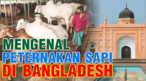 Peternakan Sapi Bangladesh
