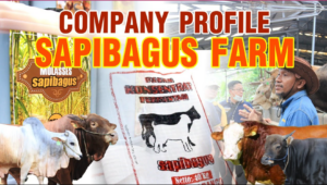 Company Profile Sapibagus Farm