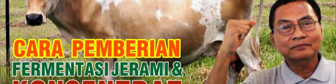 Pemberian pakan konsentrat pada sapi bunting