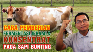 Pemberian pakan konsentrat pada sapi bunting