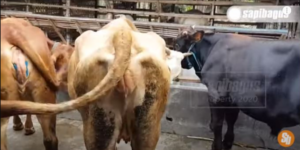 Pemeliharaan Sapi Bunting
