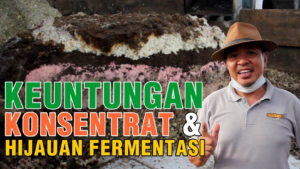 Keuntungan Konsentrat & Pakan Fermentasi