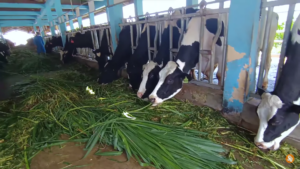 Sapi Friesian Holstein