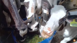 anakan sapi holstein
