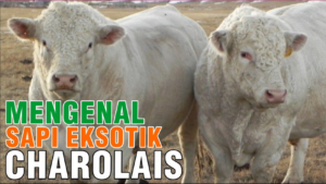 Mengenal Sapi Eksotik Charolais