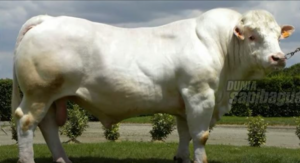 Bobot sapi eksotik charolais
