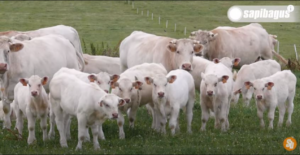 Sapi Eksotik Charolais