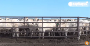 sapi eksotik charolais-2